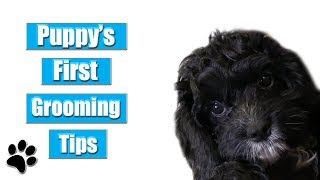 Puppys First Grooming Tips [upl. by Anyak]