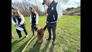 Berger Tervueren  mobilisation pour ce chien [upl. by Lativa]