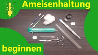 Mit der Ameisenhaltung beginnen Was braucht man um Ameisen zu Halten [upl. by Ataynek235]