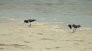 A wormy lunch – elegant Pied Oystercatchers catching washing and then eating polychaete worms [upl. by Japeth]