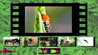 Two Ladybugs HD from Kids Zoo A Baby Animal Adventure MSDOSPackard Bell Version [upl. by Tomkiel]