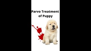 Puppy parvo at Vet clinic [upl. by Crotty]