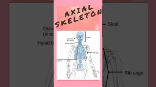 Axial skeleton skeletalsystem skelton axialskeleton bones neet biology ytshorts [upl. by Einaj637]