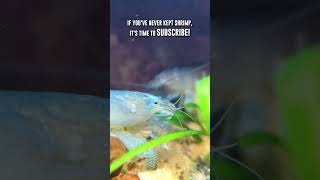 DO THIS If Youve Never Kept Shrimp In Your Aquarium 🦐 [upl. by Nyrrad]