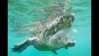 Snorkeling with Crocodiles in Cuba [upl. by Stutzman160]