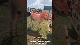 Bailgada Sharyat premi bailgadasharyat bagalkot bull naadekachbailgadasharyat subscribe [upl. by Aharon351]