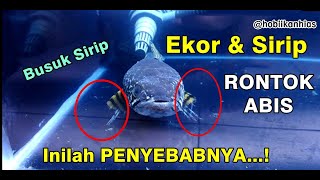 Cara Mengobati Fin Rot pada Ikan Channa Auranti dan ikan lainnya [upl. by Siuqcram]