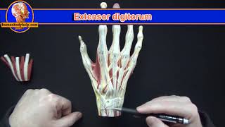 Upper Limb Arteries  Hand and Wrist  3D Anatomy Tutorial [upl. by Rosa]