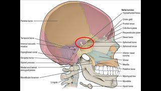 DISCUSS THE ANATOMY OF SELLA TURCICA [upl. by Ahsiet]