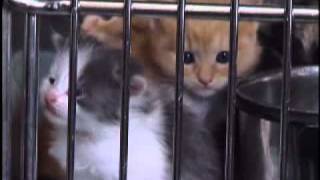 Prevent Pet Overpopulation  Spay or Neuter Your Pets [upl. by Mikeb]