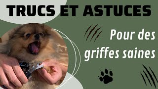 🐶 Comment couper les griffes de mon chien  🐾  ✦ 100 POMERANIAN [upl. by Aerdnaxela]