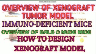 Overview of xenograft tumor model II Experimental design of xenograft model II Bulbc nude mice [upl. by Mellitz]