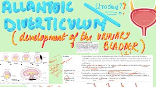 📯Allantoic Diverticulum Urachus  MBBS Embryology  USMLE Step 1 [upl. by Barron130]