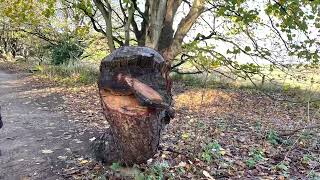 Formby pine woods and beach November 2022 [upl. by Arimas]