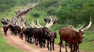 Millions Of Longhorn Cattle In America And Africa Are Raised This Way  Cattle Farming [upl. by Asena909]