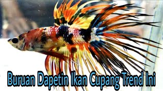 Bongkar Rahasia Cara mendapatkan Cupang Crowntail Trend Ini [upl. by Reerg]