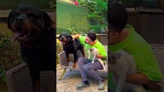 My HERO Dog Saved Cats Life 🥺❤️🐶 dogs doglover dog [upl. by Quigley]