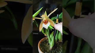 coelogyne nitida x lawrensiana и coelogyne lawrensiana [upl. by Ikim]