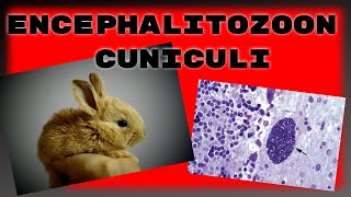 Encephalitozoon cuniculi in rabbits What you need to know about ecuniculi [upl. by Corson]