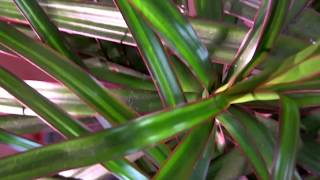 A Popular Houseplant  Dragon Tree Dracaena marginata [upl. by Attah940]