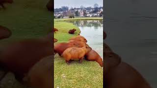 Capybaras jump in water shorts cute animals capybara [upl. by Aiyekal788]