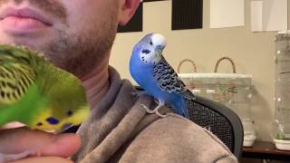 Incredible talking parakeet talks nonstop and drops the beat captioned [upl. by Mook838]