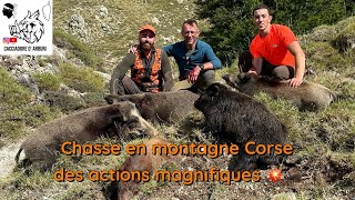 Tirs de 9 sangliers en battue💥chasse en Corse à Bastelica [upl. by Ofelia927]