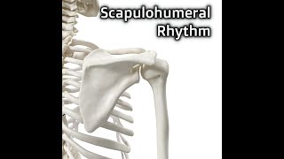 Scapulohumeral Rhythm [upl. by Ellehsad]