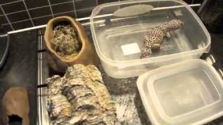 How to make a Leopard Gecko Laying Box [upl. by Cissiee]