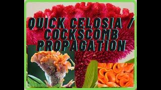 Celosia seed saving tips [upl. by Dorthea]