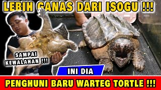 UNBOXING ALLIGATOR SNAPPING TURTLE JUMBO  ADA YG MAU [upl. by Elehcar]