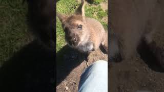 More Wallaby closeups [upl. by Ailahs705]