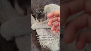 This stray cat has neurological problems [upl. by Iadam]