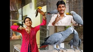 How To Know African Grey Parrot Is Male or Female and their Age [upl. by Varhol]