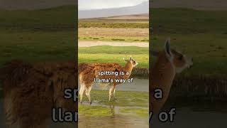 Understanding Why Llamas Spit [upl. by Cilka]