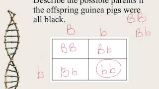 Mendelian Genetics and Punnett Squares [upl. by Smaoht]