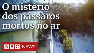 O momento surreal em que bando de pássaros morre no ar no México [upl. by Ahrat]