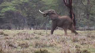 Intelligent Elephant Destroys Electric Fence in Incredible Display [upl. by Phelgon]