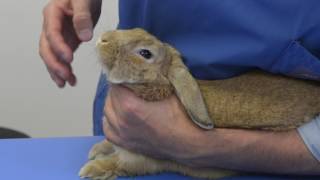 Faire avaler un médicament à un lapin [upl. by Elyc]