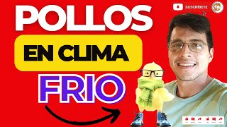 🌟5 SECRETOS PARA PRODUCIR POLLOS EN CLIMA FRÍO🤩CRÍA DE POLLOS DE ENGORDE EN CLIMA FRÍO ASÍ🐓 [upl. by Aray]