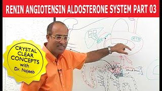 Renin Angiotensin Aldosterone System  RAAS Part 3👨‍⚕️ [upl. by Floss819]