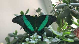 Парусник Палинур Papilio Palinurus [upl. by Wehrle]