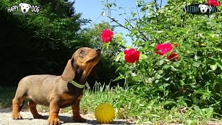 Kratkodlaki jazavčar štenciDACKEL WELPEN  DACHSHUND puppies Wiener DogJazbečar Pas 03 [upl. by Eniac]