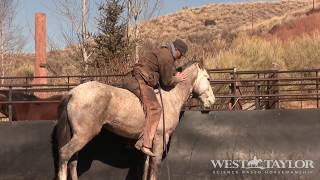 BLM Mustang Training First Ride on Audie 2412  No Buck No Fuss  Pure Science [upl. by Anialed]