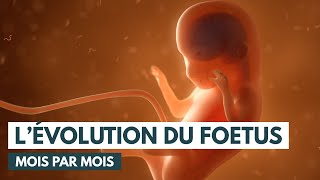 Le développement du fœtus  Évolution grossesse  Animation 3D [upl. by Otrebor961]