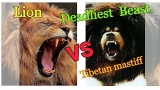 Lion vs Tibetan mastiff know the real truth [upl. by Epolulot]