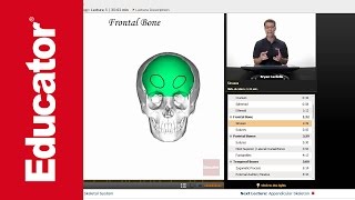 Axial Skeleton Frontal and Parietal Bones [upl. by Cecilia]