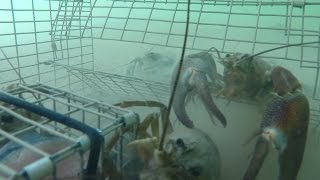 GoPro  Trapping huge crayfish underwater crawfish crawfishing [upl. by Mannes]