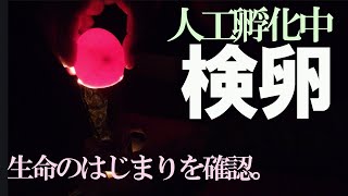 人工ふ化2023②検卵しました【ぐるりの暮らし170】人工孵化中の卵を自作簡易検卵器で「検卵」してみました。 [upl. by Anomer]