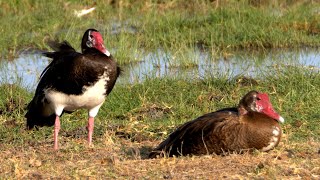 Spurwinged Goose in Kenya [upl. by Eirena680]